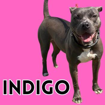 Rescue Pit Bull Terrier Dogs for Adoption in South Padre Island, Texas - Indigo | PetCurious