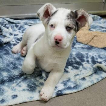 Australian Shepherd Dogs Available for Adoption in Spokane, Washington - Prince | PetCurious