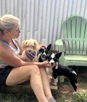 Pugslee (HW+) -  Terrier and Mixed Breed Dog for Adoption in Seneca, South Carolina - Pugslee (HW+) | PetCurious