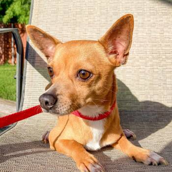 Rescue Chihuahua Dogs for Adoption in Warren, Rhode Island - Tamale | PetCurious