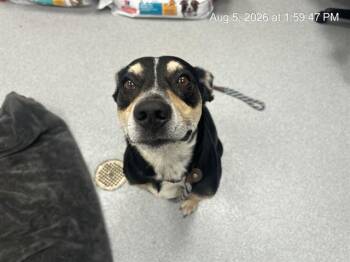 MARVEL -  Labrador Retriever and Mixed Breed Dog for Adoption in Ocala, Florida - MARVEL | PetCurious