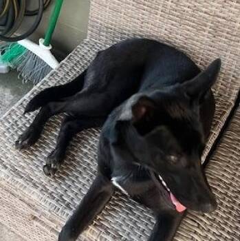 Rescue Labrador Retriever Dogs for Adoption in League City, Texas - Bella A Black Beauty - Courtsey Post | PetCurious