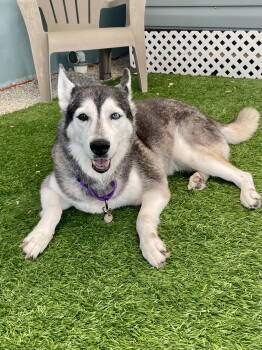 Rescue Siberian Husky Dogs for Adoption in Marathon, Florida - Lily | PetCurious