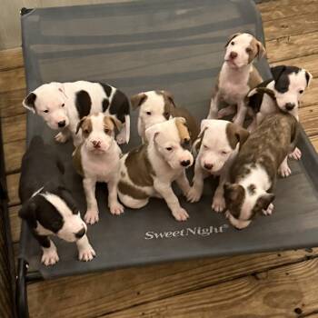 Chloe Pups (Nine of them) -  Bulldog and Labrador Retriever Dog Available for Adoption in Leesburg, Georgia - Chloe Pups (Nine Of Them) | PetCurious