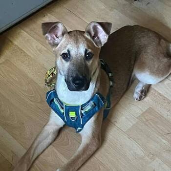 German Shepherd Dog Dogs Available for Adoption in Myrtle Beach, South Carolina - Gunner | PetCurious