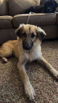 Shepherd Dogs Available for Adoption in Coldwater, Michigan - Titus | PetCurious