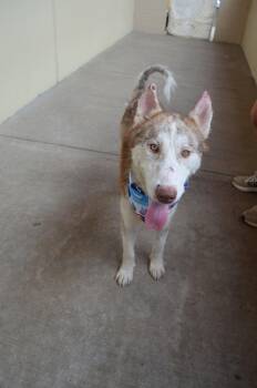 Arfentina -  Husky Dog for Adoption in Mckinney, Texas - Arfentina | PetCurious