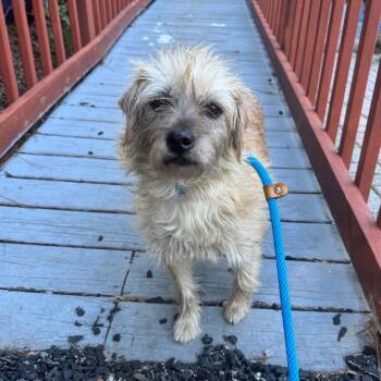 Mixed Breed Dogs Available for Adoption - Baxter | PetCurious