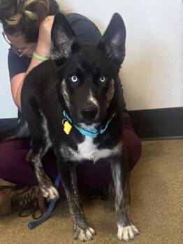 Dwight -  German Shepherd Dog Dog for Adoption in Cleveland, Ohio - Dwight | PetCurious