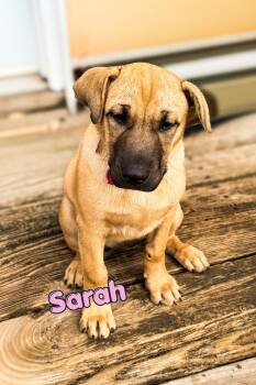 Sarah -  Shar Pei and Black Mouth Cur Dog for Adoption in Branson, Missouri - Sarah | PetCurious