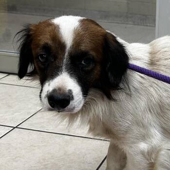 Willie Nelson -  Spaniel and Hound Dog for Adoption in Birmingham, Alabama - Willie Nelson | PetCurious