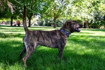 Niko -  Boston Terrier and Patterdale Terrier Fell Terrier Dog for Adoption in Yakima, Washington - Niko | PetCurious