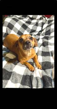 Chiweenie and Chihuahua Dogs Available for Adoption - Lovely Lizzy  | PetCurious