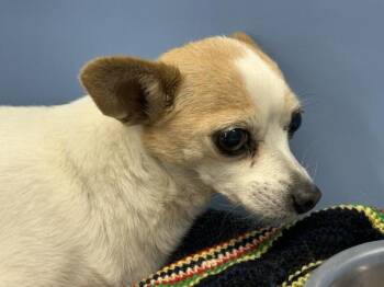 MAIZY -  Chihuahua Dog for Adoption in San Bernardino, California - MAIZY | PetCurious