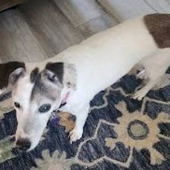 Gigi -  Jack Russell Terrier Dog for Adoption in Mesquite, Nevada - Gigi | PetCurious