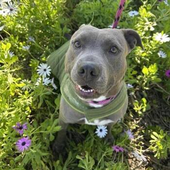 Pit Bull Terrier Dogs Available for Adoption - Cindy Lou | PetCurious