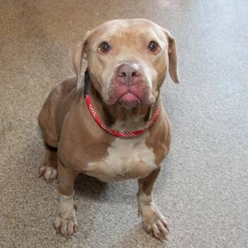 Pit Bull Terrier Dogs Available for Adoption in Troy, Ohio - Cleo | PetCurious