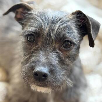 Terrier Dogs Available for Adoption - Fruitloop | PetCurious