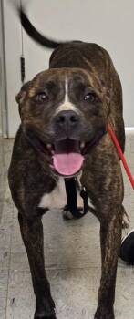 Terrier and Pit Bull Terrier Dogs Available for Adoption in Sandusky, Ohio - Maxine | PetCurious