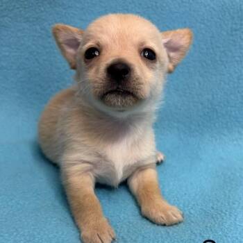 Sage -  Chihuahua Dog for Adoption in Austell, Georgia - Sage | PetCurious