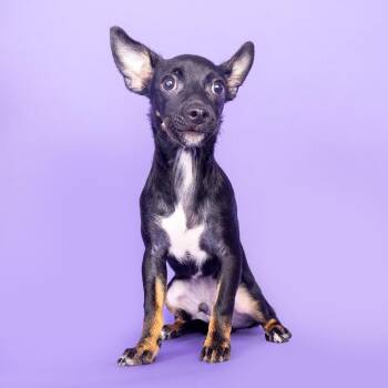 Pesto -  Chihuahua Dog for Adoption in Franklin, Tennessee - Pesto | PetCurious