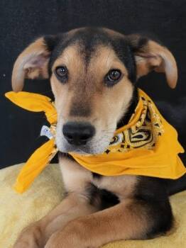 Woody -  Shepherd and Mixed Breed Dog for Adoption in Leesburg, Alabama - Woody | PetCurious