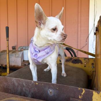 Chihuahua Dogs Available for Adoption - Piper  | PetCurious