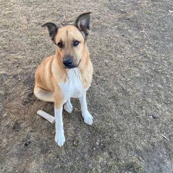 Great Pyrenees and Boxer Dogs Available for Adoption - Thor | PetCurious