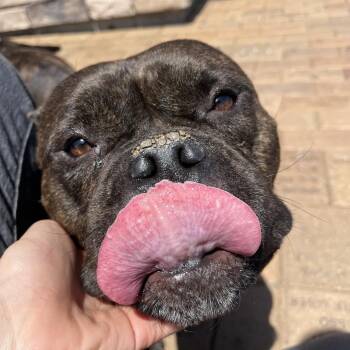 Bestie Mama -  Mixed Breed Dog for Adoption in Fairport, New York - Bestie Mama | PetCurious