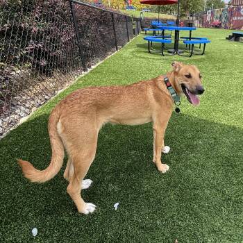Rescue Labrador Retriever Dogs for Adoption in Columbia, South Carolina - Uniqua | PetCurious