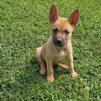 Matilda -  German Shepherd Dog and Pit Bull Terrier Dog for Adoption in Salisbury, Maryland - Matilda | PetCurious