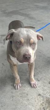 Pit Bull Terrier and Mixed Breed Dogs Available for Adoption in Killeen, Texas - BUCK | PetCurious