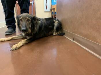 JACKIE -  Shepherd and Mixed Breed Dog for Adoption in Thousand Palms, California - JACKIE | PetCurious