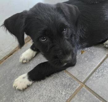 Pansy -  Giant Schnauzer and Australian Cattle Dog Blue Heeler Dog for Adoption in Longview, Texas - Pansy | PetCurious