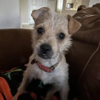 Happy -  Chihuahua Dog Available for Adoption in Las Vegas, Nevada - Happy | PetCurious