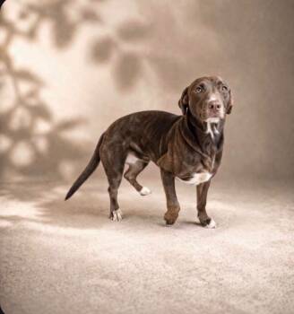 Papaya -  Mixed Breed Dog for Adoption - Papaya | PetCurious