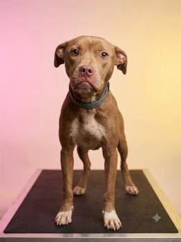 JUMBALINA -  Mixed Breed Dog for Adoption in Jacksonville, Florida - JUMBALINA | PetCurious