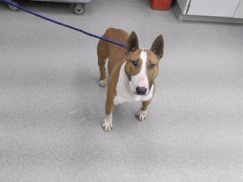 TICO -  Bull Terrier and Mixed Breed Dog for Adoption in Omaha, Nebraska - TICO | PetCurious