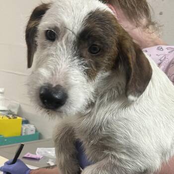 Stepper -  Terrier Dog for Adoption in Clanton, Alabama - Stepper | PetCurious