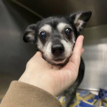 Chihuahua and Mixed Breed Dogs Available for Adoption in Spokane, Washington - Lucy | PetCurious