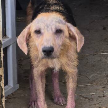 Rescue German Shepherd Dog and Shepherd Dogs for Adoption in Waggaman, Louisiana - Harlie | PetCurious