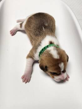 Frappe -  Hound Dog for Adoption in Wabash, Indiana - Frappe | PetCurious