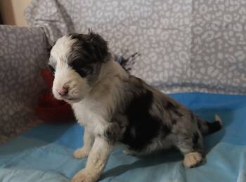 Aussiedoodle Dogs Available for Sale - Arrow | PetCurious
