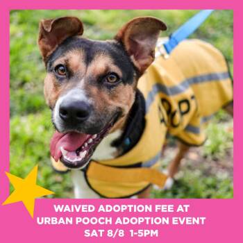 Lilypad -  Shepherd and Mixed Breed Dog for Adoption in Chicago, Illinois - Lilypad | PetCurious