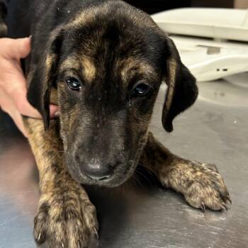 Bubbles -  Labrador Retriever and American Foxhound Dog for Adoption in Newport, North Carolina - Bubbles | PetCurious