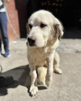 Ivory -  Great Pyrenees Dog for Adoption in New York, New York - Ivory | PetCurious