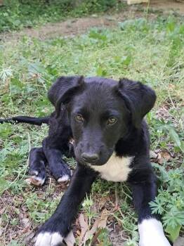 Black Labrador Retriever Dogs Available for Adoption in Fosters, Alabama - OREO | PetCurious