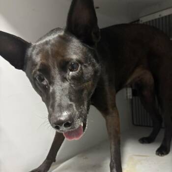 Ashley -  German Shepherd Dog and Husky Dog Available for Adoption in Beaumont, Texas - Ashley | PetCurious