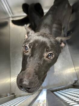 Rescue Pit Bull Terrier and Mixed Breed Dogs for Adoption in Fort Worth, Texas - 59802582 | PetCurious