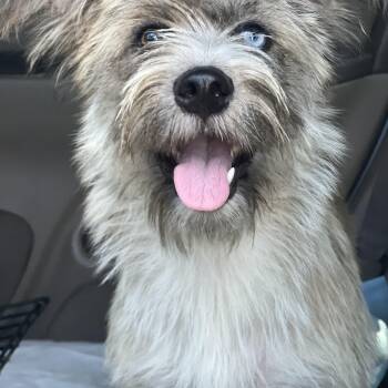 Hallie- please read the bio -  Mixed Breed Dog for Adoption in Mount Pleasant, South Carolina - Hallie- Please Read The Bio | PetCurious